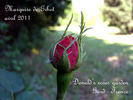 Marquise de Gibot rose photo