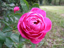 Marquise de Gibot rose photo