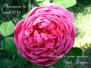 Marquise de Gibot rose photo
