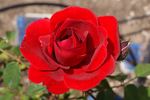 Warm rose photo