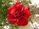 Fashion Hit rose photo