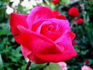 Carmosine rose photo