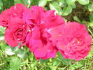 Red Hat Lady rose photo