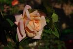 Climbing Madame Abel Chatenay rose photo