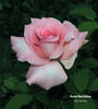 Gerda Hnatyshyn rose photo