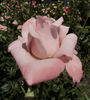 Selvetta ® rose photo