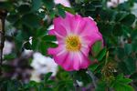 Janet's Pride rose photo