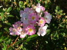 HORgopop rose photo