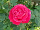 Showqueen rose photo
