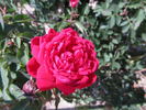 Comtesse O'Gorman rose photo