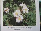 J.W. Fargo rose photo