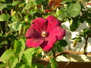 C. 'Rouge Cardinal' clematis photo