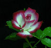 Picotee ™ rose photo
