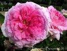 Ville de Toulouse rose photo