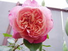 Indira rose photo