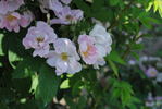 Pink Robin rose photo