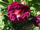 Haddington rose photo