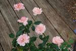Smiles rose photo