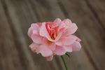 Smiles rose photo