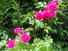 Philadelphia rose photo