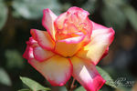 Menuett rose photo