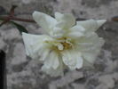 Para Ti rose photo
