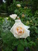 Pray rose photo