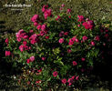 Rote Gabrielle Privat rose photo