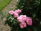 Cuwaert rose photo