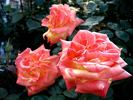 Aquarelle rose photo