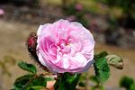 Blush Moss rose photo