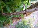 Erato rose photo