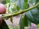 Erato rose photo