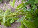 Erato rose photo