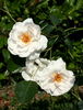 Silver Dawn rose photo