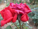 Angelo Sgaravatti rose photo