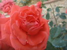 Viking rose photo