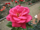 Armonia rose photo