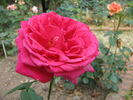 Gloriosa rose photo