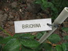 Birichina rose photo