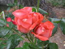 Birichina rose photo