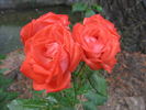 Birichina rose photo