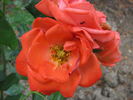 Birichina rose photo