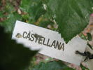 Castellana rose photo
