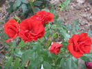 Castellana rose photo