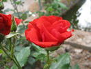 Castellana rose photo