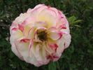 Fakir's Delight rose photo