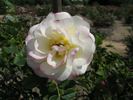 Fakir's Delight rose photo