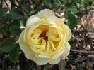 Fakir's Delight rose photo