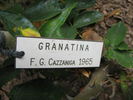 Granatina rose photo